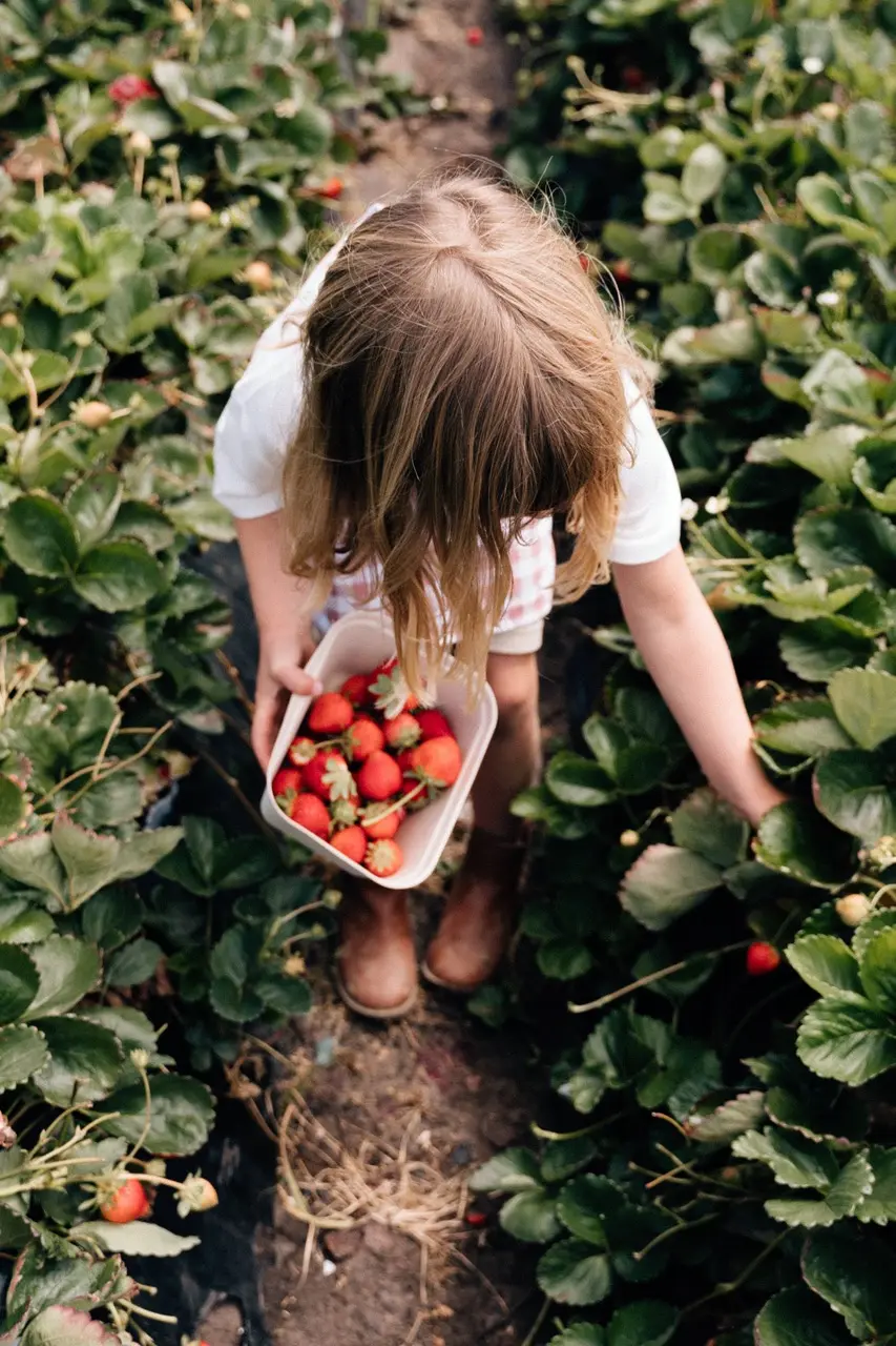 Scenic image representing the Fleurieu Strawberry Farm website
